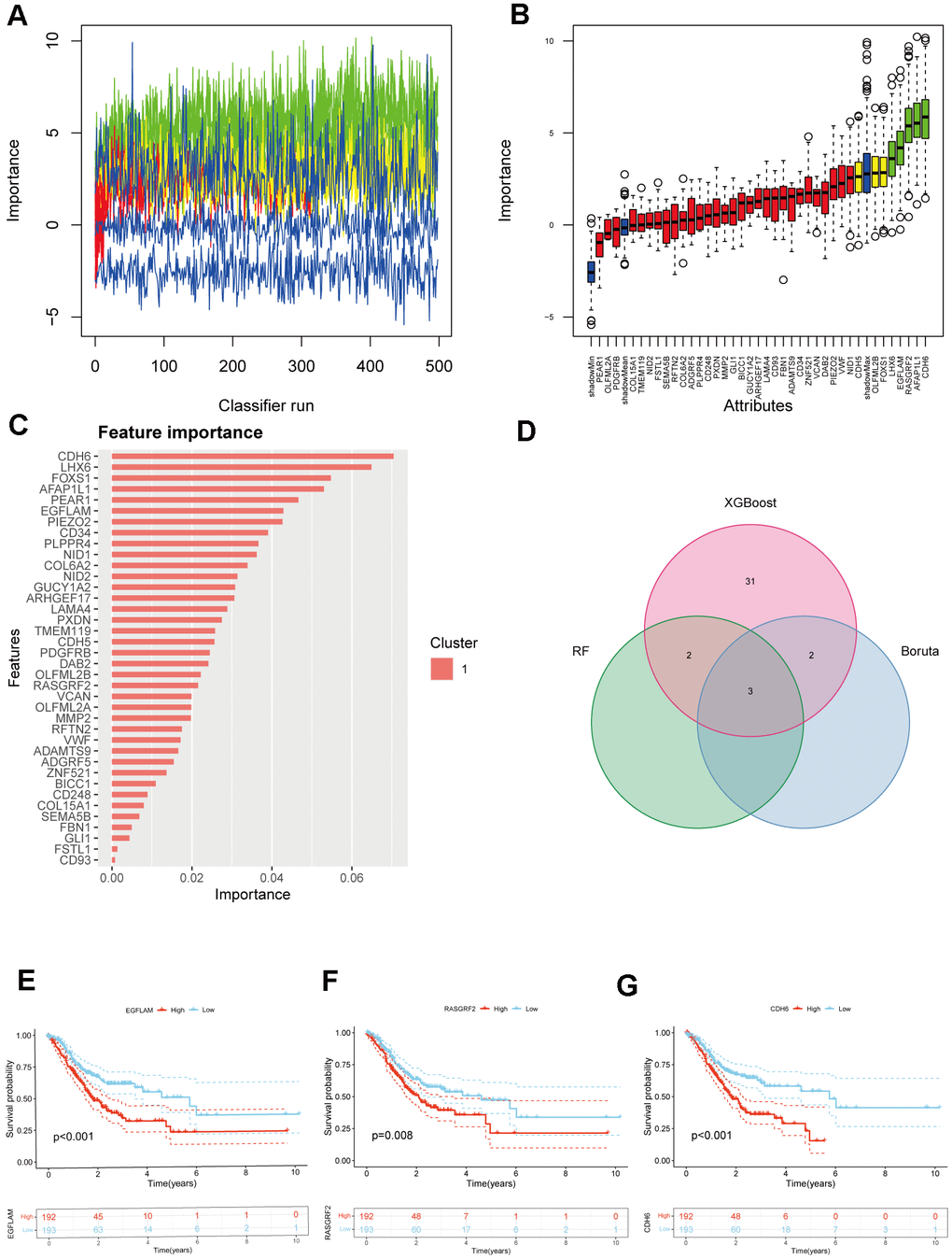 Selection of hub genes from prognostic genes. (A) Shadow feature plot for Boruta algorithm. (B) Confirmed plot for Boruta algorithm. (C) XGBoost analysis. (D) Venn diagram of hub genes identification using different methods. (E–G) Kaplan-Meier survival analysis of EGFLAM, RASGRF2, and CDH6 (p