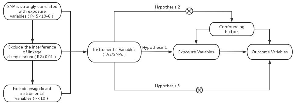 Model of the Mendelian randomization analysis.