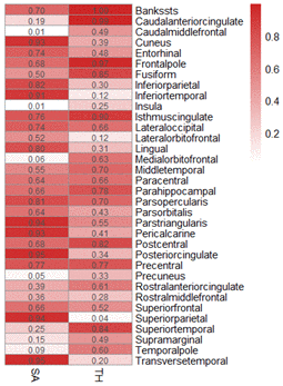 MR heatmap of the effect of HF on the structure of the cerebral cortex.