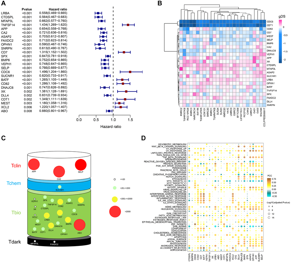 Importance evaluation of PRERGs in KIRC. (A) The forest diagram shows prognosis-related ERGs (PRERGs). (B) gDS score map shows the importance of a single gene to kidney cancer cells. (C) PubTator score and target development level (TDL) of PRERGs. The size of the circle represents different PubTator scores; the colour of the circle represents different TDLs. (D) The heatmap reveals a correlation between 50 cancer-related hallmark pathways activities and expression of PRERGs in KIRC.