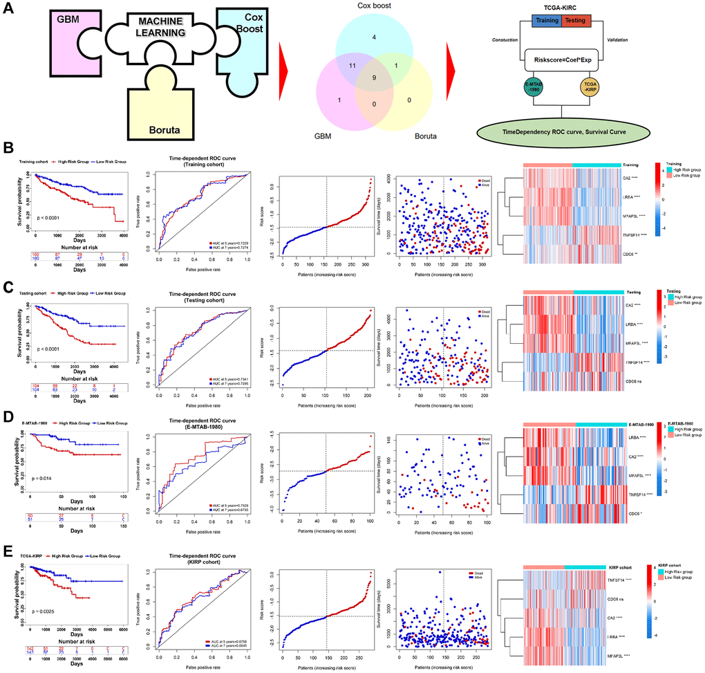 Construction of PRERGs signature. (A) The flow chart shows the machine-learning process. (B–E) Kaplan-Meier survival curve shows the survival differences in high- and low-risk groups. ROC curve shows the predicted accuracy of the risk score on the prognosis of the patients. The risk dot plot shows the number of dead and alive patients with gradually increasing risk scores. Heatmap shows the expression of 5 PRERGs that constructed the risk signature in the high- or low-risk group.