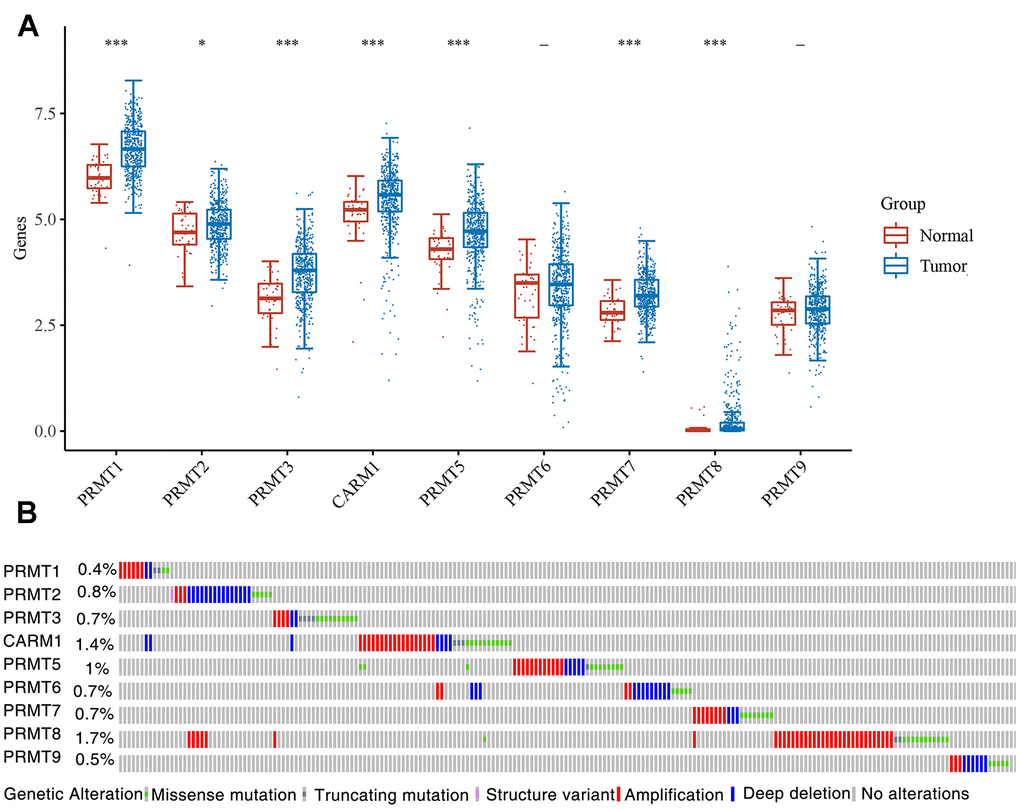 Expression and TMB of PRMT in HNSC. (A) The expression distribution of PRMT in tumor tissues and normal tissues. (B) Mutation frequency of the PRMT in HNSC. *p 