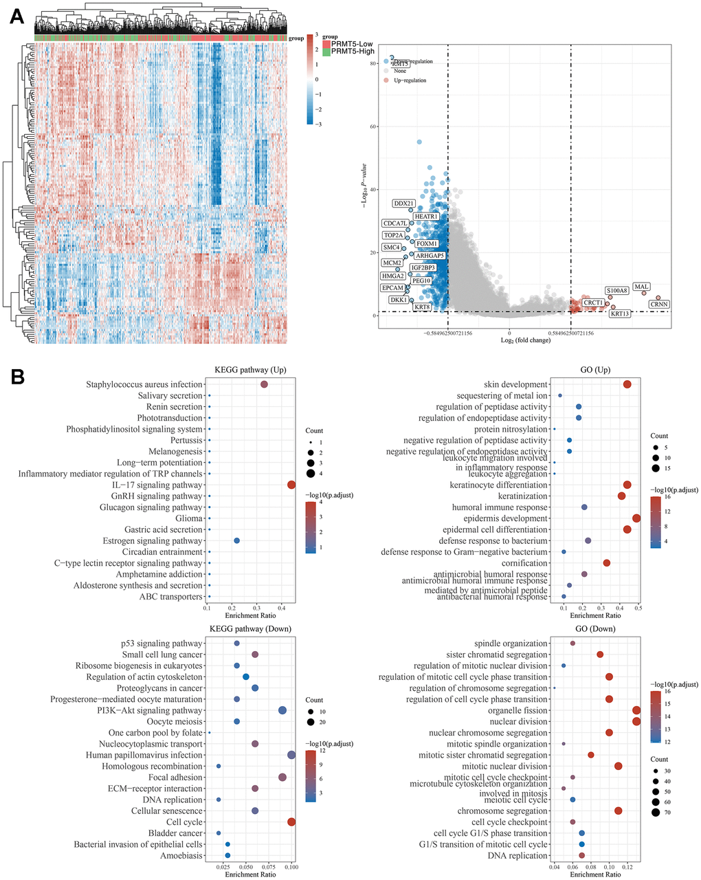 Biological functions of PRMT5 in HNSC samples. (A) Heat map and Venn diagram showing differentially expressed genes in HNSC with high and low expression of PRMT5. (B) KEGG and GO analyses of PRMT5-regulated differentially expressed genes in HNSC.