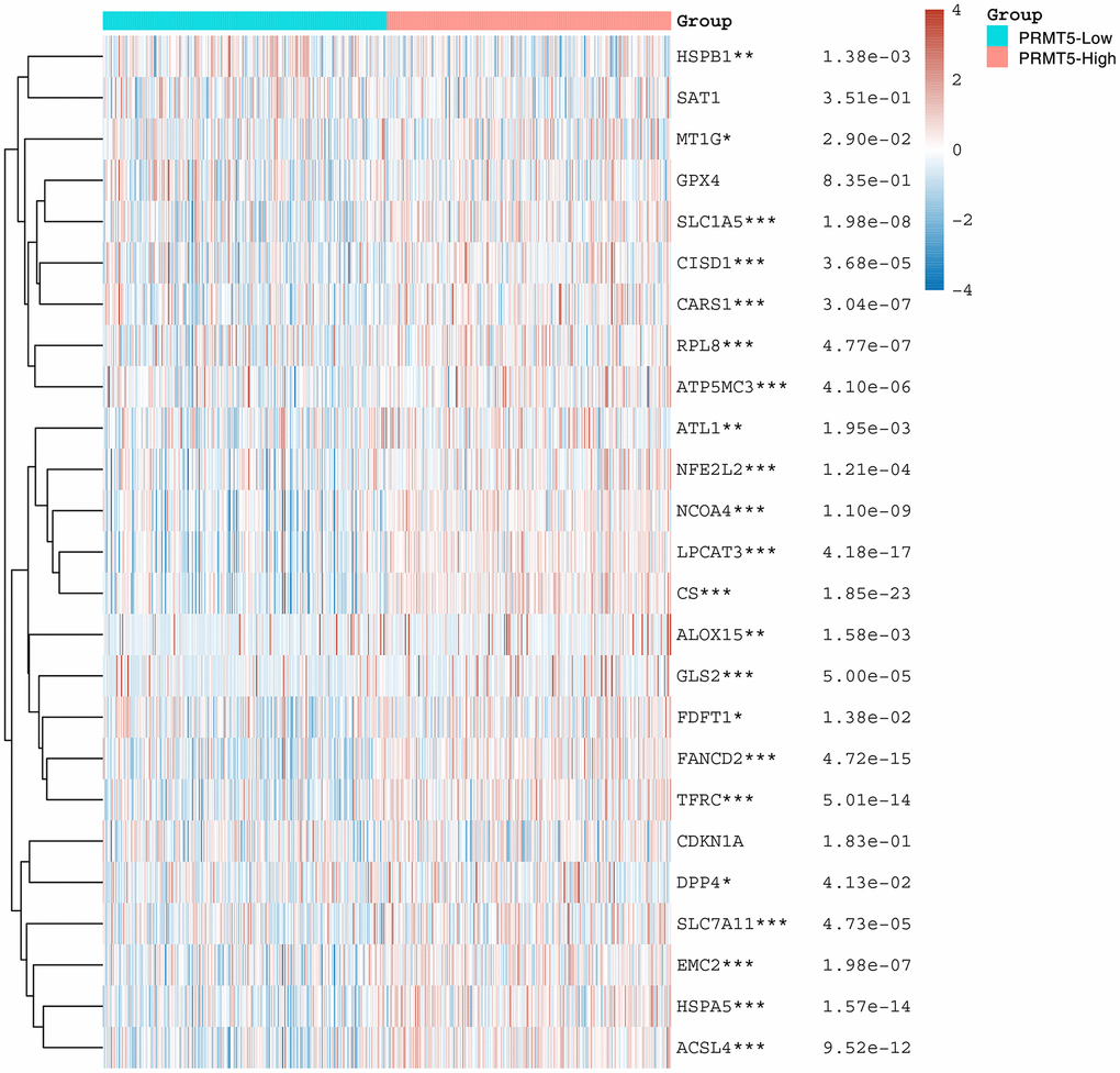 PRMT5 is associated with ferroptosis. Heat map showing the correlation of PRMT5 expression with the expression of common ferroptosis-related genes. *stands for significance levels, *for p 