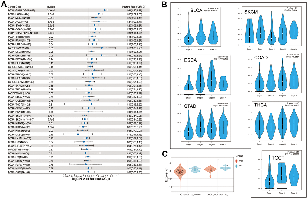 Correlation of NOX4 expression with prognosis and clinical stages. (A) Examination of the prognostic association of NOX4 expression in various cancer types utilizing SangerBox. (B) Investigation into the association of NOX4 gene expression levels with pathological stages. (C) Exploration of the relationship between NOX4 expression and metastasis; (*P 