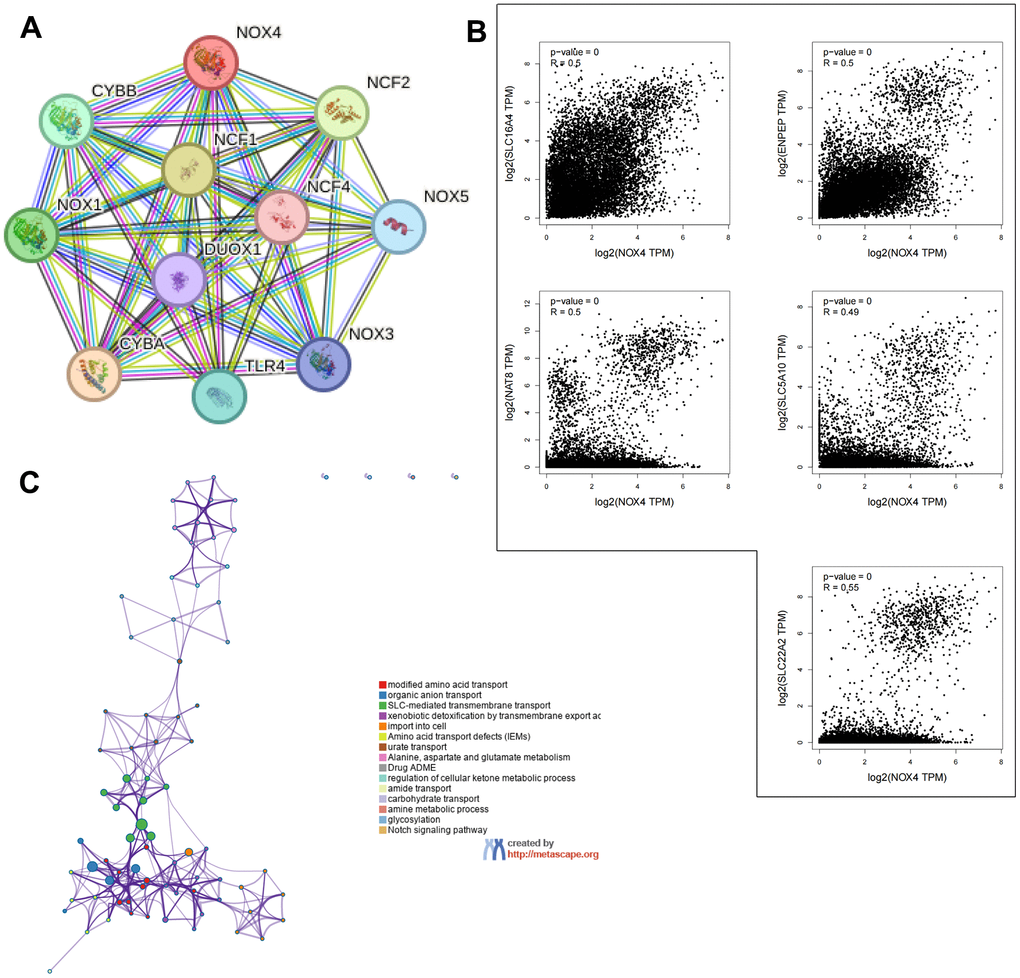 Enrichment analysis of NOX4-related genes across pan-cancers. (A) Identification of NOX4-binding proteins using the STRING tool. (B) Exploration of the top five NOX4-correlated genes across pan-cancers and their relationships with NOX4 expression analyzed through the GEPIA2 website. (C) Potential biological functions analysis of NOX4 by Metascape; presentation of enriched terms with a similarity >0.3 connected by edges.