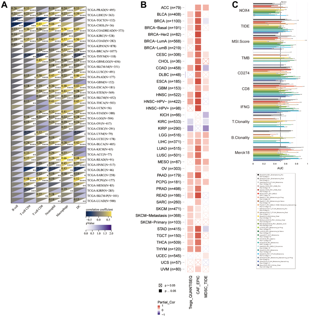 Correlations between NOX4 expression and immune cell infiltration levels. (A) A heatmap displays the correlations between NOX4 expression and infiltration levels of six immune cell types in TCGA cohorts. (B) Another heatmap depicts the correlations between NOX4 expression and infiltration levels of three immunosuppressive cell types in TCGA cohorts. (C) A bar plot compares the biomarker relevance of NOX4 with standardized cancer immune evasion biomarkers in immune checkpoint blockade (ICB) subcohorts, including cancer-associated fibroblasts (CAFs), myeloid-derived suppressor cells (MDSCs), and regulatory T cells (Tregs); (*P 