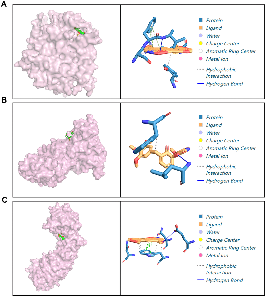 Docking of X5 with different proteins. (A) Molecular docking of X5 with CASP3. (B) Molecular docking of X5 with ERRB2. (C) Molecular docking of X5 with HIF1A.