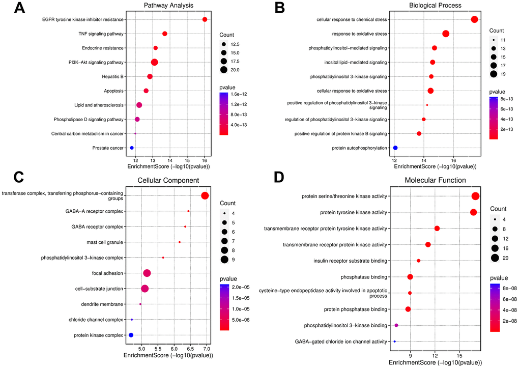 Enrichment analysis of small molecule drug X5 with autophagy. (A) KEGG enrichment analysis. (B–D) GO enrichment analysis.