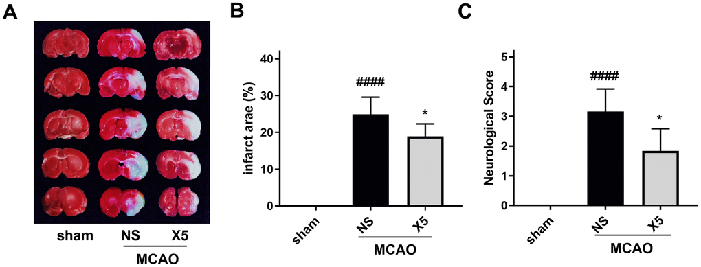 The protective effect of compound X5 in SD rats. (A) TTC staining of rat brain sections. (B) The statistical chart of infarct size. (C) Scoring of neurological function.