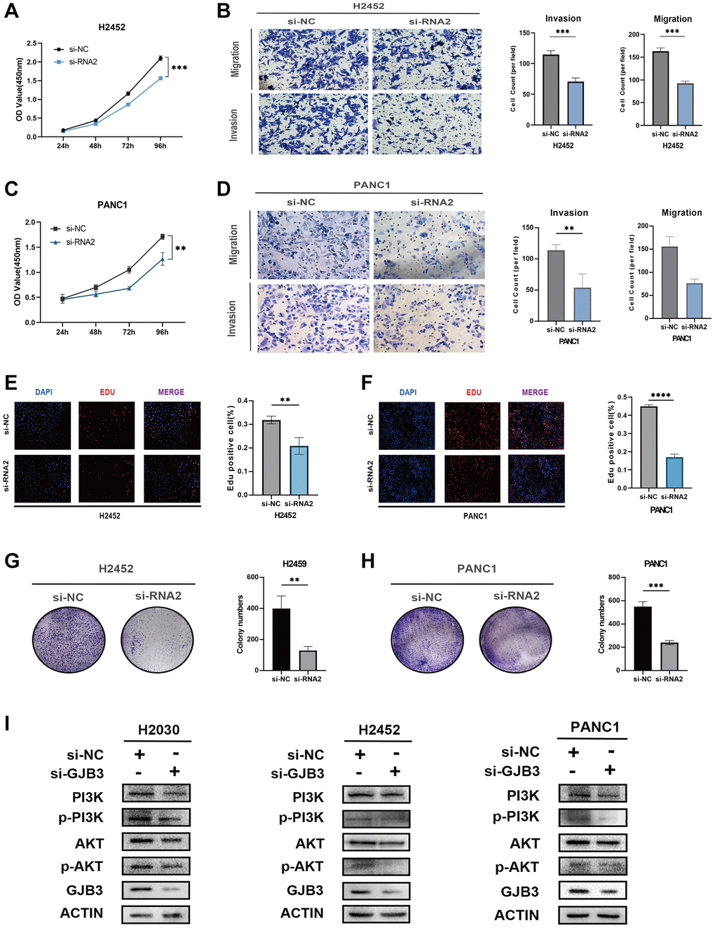 GJB3 knockdown inhibits the growth and migration and the PI3K/AKT pathway of PAAD and MESO cells. (A–H) The biological functions of GJB3 in PANC1 and H2452 cells were verified by CCK-8 (A, C), transwell (B, D), EDU (E, F), and colony formation (G, H). (I) GJB3 knockdown suppressed the PI3K/AKT signaling pathway in H2030, PANC1 and H2452 cells. (*P **P ***P ****P 