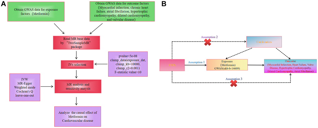 (A) Workflow of the study. (B) Diagram for Mendelian randomization (MR). MR is based on three hypotheses. The SNPs used as IVs should be strongly associated with exposure; second, the SNPs selected must be independent of confounders; and finally, IVs are associated with the six diseases mentioned above only through metformin use (exposure) and not through direct association.