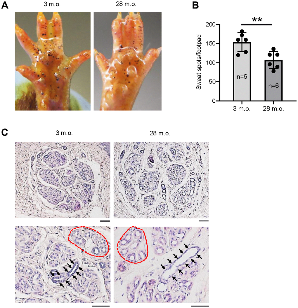 The numbers of active SWGs decline in old relative to young mice. (A) Iodine-starch sweat test to evaluate the number of sweating spots (black dots) in young (3 m.o.) and old (28 m.o.) male mice. (B) Quantitation of the number of sweating spots in sweat tests from panel (A). Quantification from 6 biological replicates each for young and old mice. (C) Distribution of SWGs in young and old mice (upper panels); old SWGs display enlarged ductal lumens (arrows) and secretory lumens (dotted circles, lower panels). Scale bars, 50 μm. Data in (B) represent the means and S.D. from six biological replicates; significance (**p ***p t-test. Other data are representative of three or more biological replicates.