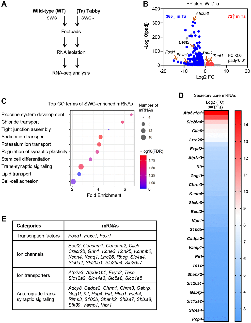 Identification of SWG-enriched mRNAs and core secretory mRNAs in mice by RNA-seq analysis. (A) Schematic of the RNA-seq analysis (GSE249784). (B) Volcano plot analysis of the differentially abundant mRNAs in WT and Tabby male footpad skin. (C) GO annotation of the top functional terms of SWG-enriched mRNAs. (D) Core secretory mRNAs and expression fold difference in footpad skin (Tabby relative to WT). (E) Functional categories of core secretory mRNAs.