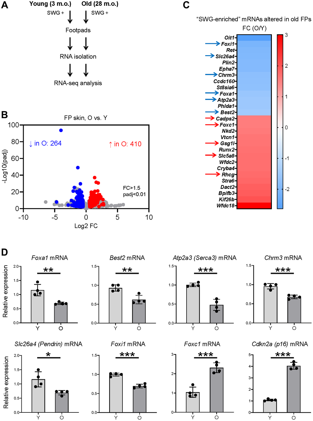 Identification of SWG mRNAs displaying altered expression in old footpad skin. (A) Schematic of the RNA-seq analysis. (B) Volcano plot of differentially expressed mRNAs in young (3 m.o.) versus old (28 m.o.) male footpad skin. (C) 28 SWG-enriched mRNAs showing differential abundance in old footpad skin; 11 core secretory mRNAs showing differential abundance in expression in old footpads (arrows). (D) RT-qPCR analysis of the expression levels of core secretory mRNAs and a senescent marker, p16 mRNA, in young (3 m.o.) and old (28 m.o.) male footpad skin. Data in (D) represent the means and S.D. from four biological replicates; significance (*p **p ***p t-test.