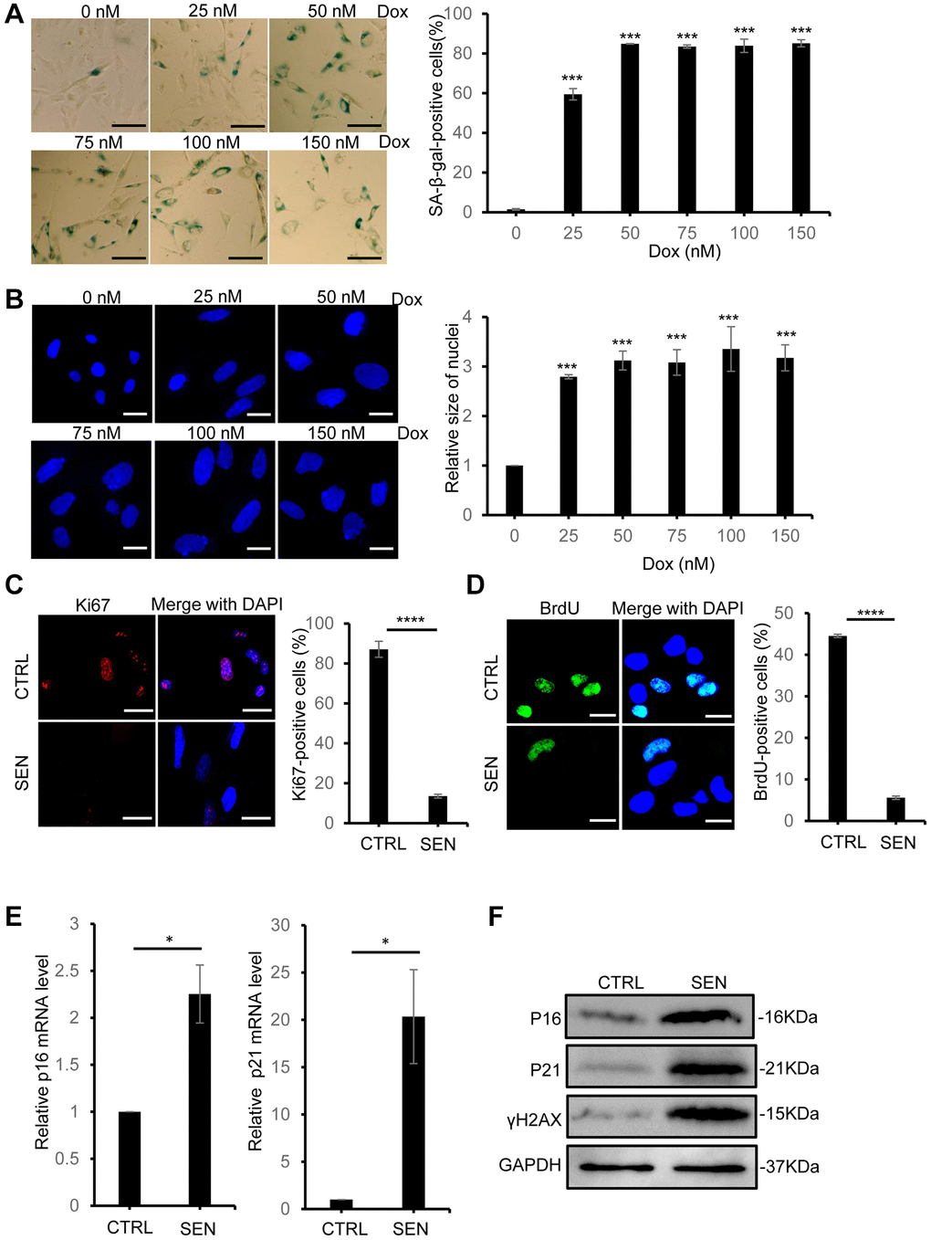 Doxorubicin treatment induces cellular senescence in HSkM cells. (A) The SA-β-gal activity of HSkM cells were measured with a series of concentrations of doxorubicin treatment. Scale bars: 80 μm. P-values were calculated by one-way ANOVA analysis with post hoc Tukey, ***P B) Quantification of the nucleus size of HSkM with the indicated concentrations of doxorubicin treatment. Scale bars: 40 μm. P-values were calculated by one-way ANOVA analysis with post hoc Tukey, ***P C) Immunofluorescence analysis of Ki67 expression in proliferating and Dox-induced senescent HSkM cells. Scale bars, 80 μm. P-values were calculated by two-tailed unpaired student’s t-test, ****P D) BrdU incorporation analysis in proliferating and senescent HSkM cells. Scale bars, 20 μm. P-values were calculated by two-tailed unpaired student’s t-test, ****P E) qPCR analysis of the transcription of p16 and p21 in proliferating and senescent HSkM cells. P-values were calculated by two-tailed unpaired student’s t-test, *P F) Western blot analysis of the expression of P16, P21 and γH2AX in proliferating and senescent HSkM cells. All the experiments have been performed for at least 3 independent biological repeats.