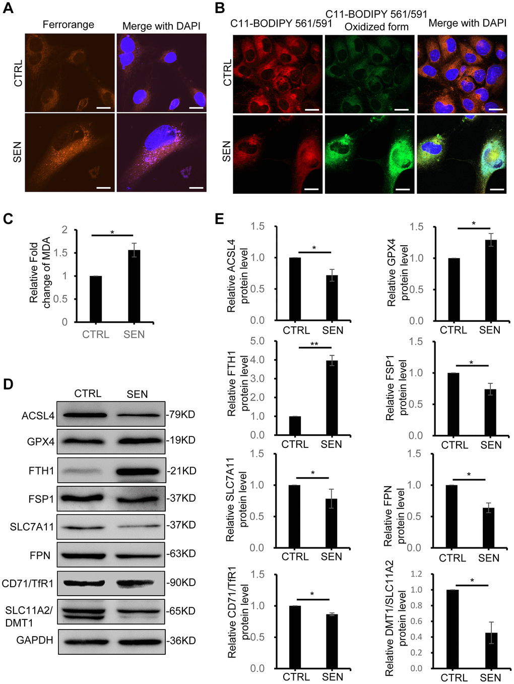 Dox-induced cellular senescence increases Fe2+ accumulation and lipid peroxidation and alters the ferroptosis-related gene expression. (A) Representative live-cell fluorescence images of intracellular Fe2+ in proliferating and senescent cells. Fe2+ was detected by the probe of FerroOrange. Nuclei was stained with Hoechst 33342. Scale bars, 20 μm. (B) Representative fluorescent images of C11-BODIPY 561/591 staining shows the increase of lipid peroxidation in senescent HSkM cells. Red represents reduced BODIPY-C11 signal and Green represents oxidized BODIPY-C11 signal. Nuclei were stained with Hoechst 33342. Scale bars, 20 μm. (C) MDA detection assay. The MDA production assay was performed in both proliferation and senescent cells. P-values were calculated by two-tailed unpaired student’s t-test, *P D, E) Western blot analysis of ferroptosis-response protein expression in proliferating and senescent HSkM cells. (D) Immunoblot representative images and (E) quantification of ACSL4, GPX4, FTH1, FSP1, SLC7A11, SLC40A1, CD71/TFR1 and SLC11A2/DMT1 protein expression. Each protein band intensity was measured and normalized to GAPDH and compared between proliferating and senescent cells. P-values were calculated by two-tailed unpaired student’s t-test, *P **P 