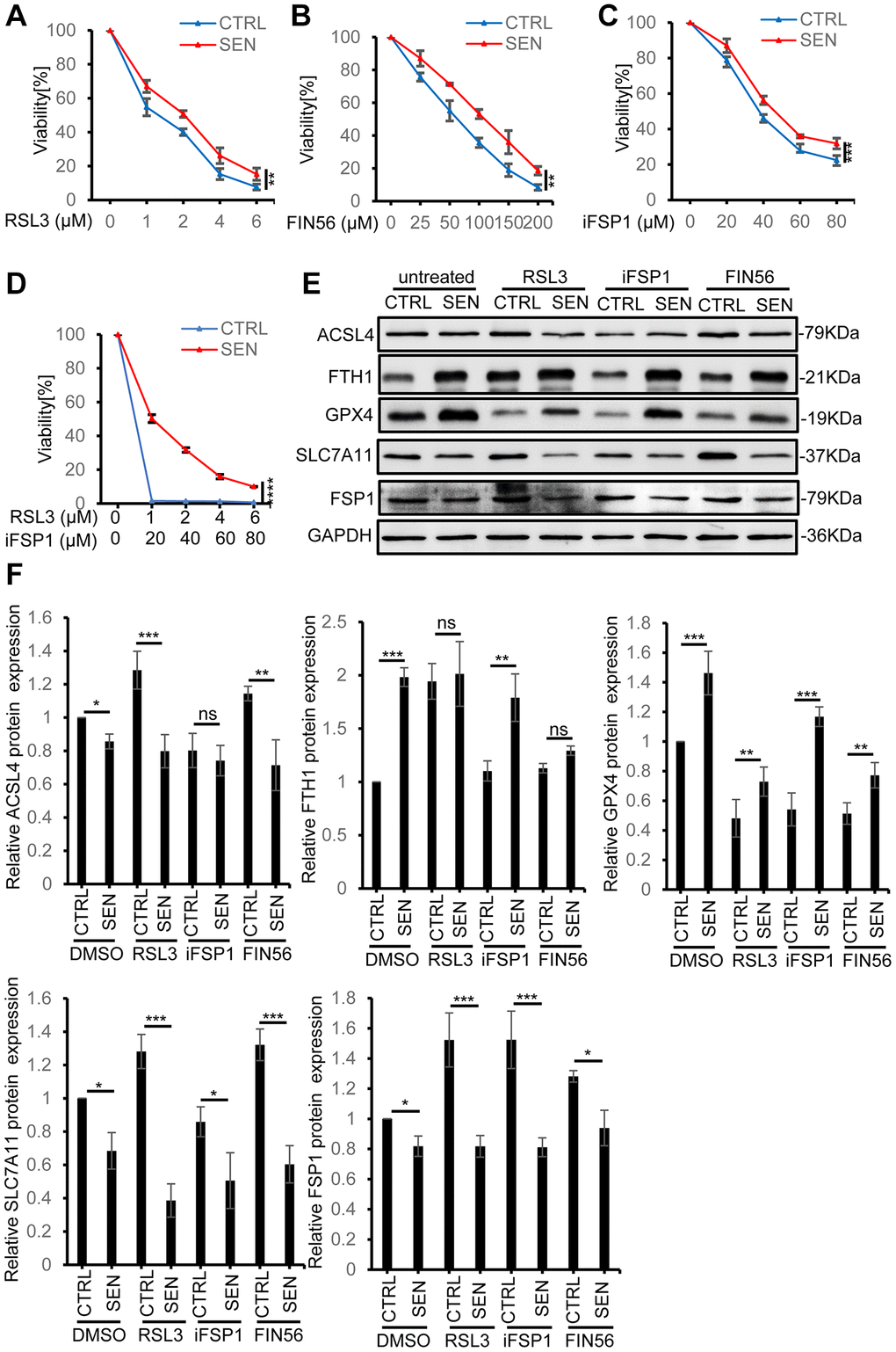 Senescent HSkM cells are resistant to ferroptosis inducers. (A–C) Senescent HSkM cells are more resistant to ferroptosis inducers RSL3, FSP1 and FIN56. The proliferating and senescent HSkM cells were treated with a series of concentrations of RSL3, FSP1 and FIN56 for 24 h, respectively. (D) Senescent cells are more resistant to the synergistical treatment of RSL3 and iFSP1. Cell viability was determined by CCK-8 assay. P-values were calculated by two-way ANOVA analysis, **P ***P E, F) The expression of ferroptosis-related proteins in proliferating and senescent HSkM cells under RSL3, FIN56 and iFSP1 treatment. Immunoblot representative images (E) and quantification (F) of ACSL4, FTH1, GPX4, SLC7A11, FSP1 protein expression in normal and senescent HSkM cells after treatment with RSL3, iFSP1, FIN56, respectively. Each protein band intensity was measured and normalized to GAPDH and compared between proliferating and senescent cells. Data represented as mean ± SD. And three independent biological experiment repeats have been performed. P-values were calculated by one-way ANOVA analysis with post hoc Tukey, *P **P ***P 