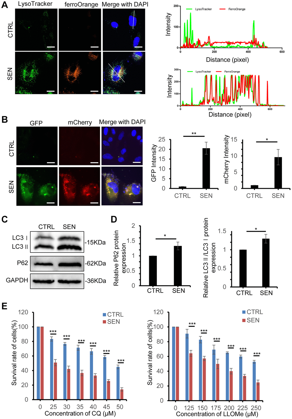 Iron retention in lysosomes increases in senescent HSkM cells. (A) Colocalization analysis of lysosome and Fe2+. Proliferating and senescent cells were co-stained with Lysosome dye (Lysotracker, in green) and Fe2+ probes (FerroOrange, in red), and observed by a confocal laser scanning microscopy. Representative live-cell fluorescence images were presented on the left panel, and intensity profile of lysosome and Fe2+ signals on the line across the cells were shown on the right panel. Scale bars, 20 μm. (B) Representative images of proliferating cells and senescent cells stably expressed the tandem reporter mCherry-GFP-LC3 to visualize the autophagic flux. Nuclei were stained with DAPI. Scale bars, 20 μm. (C) Immunoblot analysis of LC3 and p62 protein expression in normal and senescent HSkM cells. And three independent biological experiment repeats have been performed. (D) Quantification of the ratio of LC3-II: LC3-I and P62 protein expression. Each protein band intensity was measured and normalized to GAPDH and compared between proliferating and senescent cells. Data represented as mean ± SD. P-values were calculated by two-tailed unpaired student’s t-test, *P E) Dose-dependent toxicity assay of lysosomotropic agents chloroquine and LLOMe in proliferating and senescent HSkM cells. The proliferating and senescent cells were treated with a series of concentrations of CQ and LLOMe for 24 h, followed by the cell survival measurement by CCK-8 assay. Data represented as mean ± SD. And three independent biological experiment repeats have been performed. P-values were calculated by one-way ANOVA analysis with post hoc Tukey, ***P 