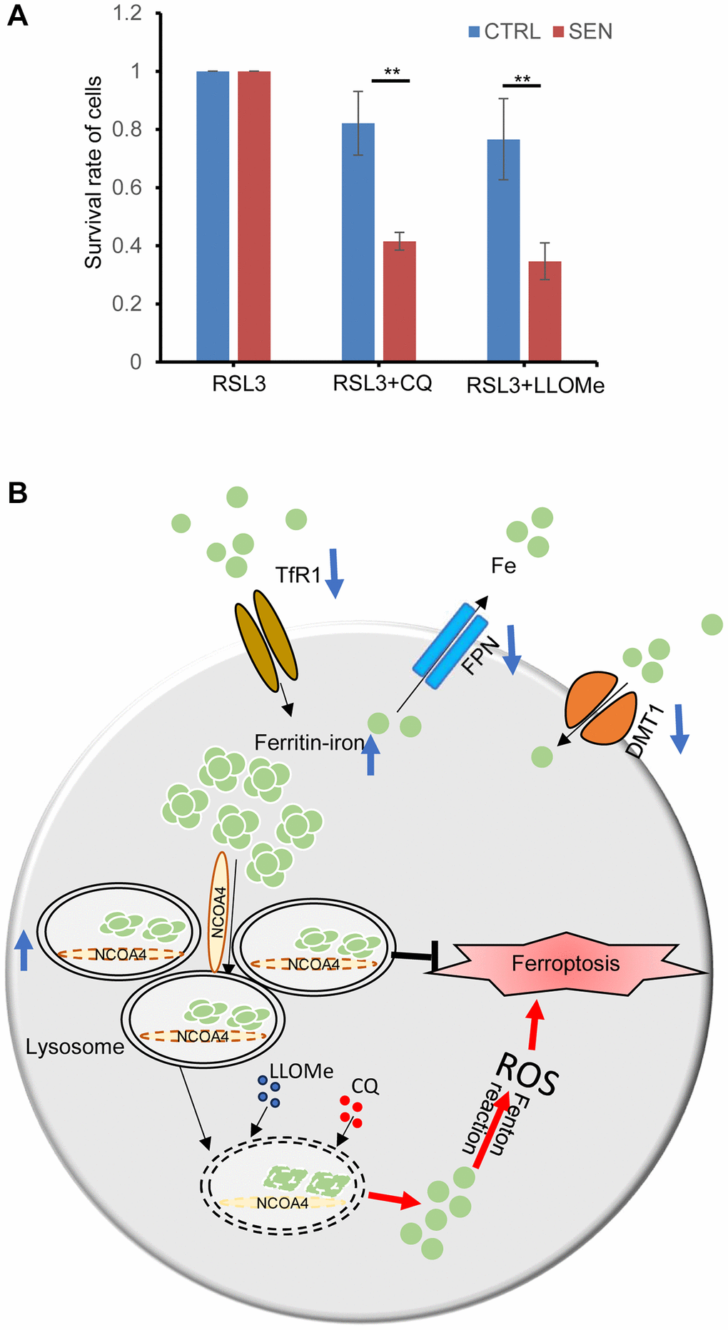 Lysosome protects senescent cell from ferroptosis-induced cell death. (A) CQ and LLOMe promote the senescent cell death under RSL3 treatment. Cells were treated with either combination of RSL3 and CQ or LLOMe for 12 h, and then cell viability was determined by CCK-8 assay. P-values were calculated by two-way ANOVA analysis, *P B) A schematic model for cellular response to iron accumulation in senescent cells. In senescent cells, both the two-iron importer TfR1 and DMT1 expression decreases, probably due to feedback repression of iron accumulation. And iron exporter FPN1 also decreases to reduce the iron efflux from cells. Subsequently the accumulated intracellular Fe2+ is bound by the ferritin protein nanocages, and transferred into lysosomes via NCOA4-mediated ferritinophagy. Besides, the number of lysosomes increases, and their size are enlarged in senescent cells, which provides enough space to store the excessive iron. Once the structures and/or functions of lysosome of senescent cells are broken by CQ or LLOMe, the toxic contents of lysosomes would be released, including the labile Fe2+ and others, which leads to ferroptosis-induced cell death.