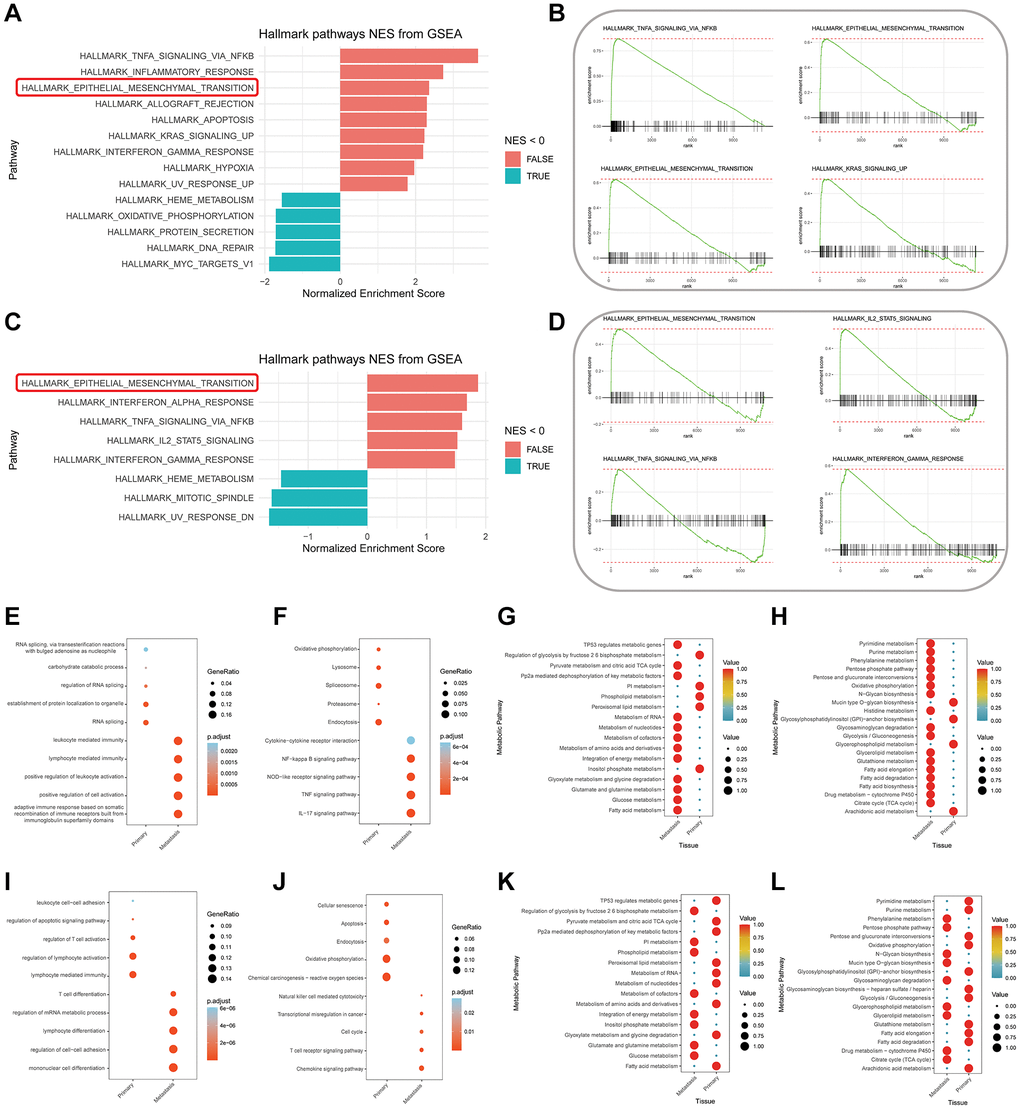 Enrichment analysis results. (A, B) Functional Gene Set Enrichment Analysis (fGSEA) for senescent-like myeloid cells (SMCs) subtypes from primary and liver metastasis colorectal cancer tissues, resulting in differential Hallmark signaling pathways (A) with selective GSEA plots (B). (C, D) fGSEA analysis for exhausted T cells (TEXs) subtypes from primary and liver metastasis colorectal cancer tissues, leading to differential Hallmark signaling pathways (C) with specific GSEA plots (D). (E–H) Enrichment analysis results for SMCs subtypes from primary and liver metastasis colorectal cancer tissues, based on Gene Ontology (GO) biological functions (E) and Kyoto Encyclopedia of Genes and Genomes (KEGG) signaling pathways (F), further analyzed for metabolic pathway enrichment through KEGG (G) and Reactome (H) pathways. (I–L) Enrichment analysis results for TEXs subtypes from primary and liver metastasis colorectal cancer tissues, based on GO biological functions (I) and KEGG signaling pathways (J), further analyzed for metabolic pathway enrichment through KEGG (K) and Reactome (L) pathways.