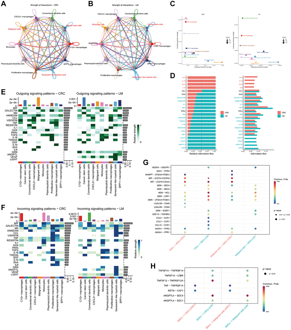 Cell communication in different myeloid cell subtypes. (A, B) Depiction of cell communication networks among distinct myeloid cell subtypes in primary (A) and liver metastasis (B) colorectal cancer tissues. (C) Utilization of bubble plots to visualize the intensity of cell communication outgoing and incoming signals. (D) Comparative analysis of signal strengths emanating from different secreted factors. (E, F) Heatmaps illustrating the intensity of various outgoing (E) and incoming (F) signal patterns within myeloid cell subtypes. (G) Presentation of bubble plots showcasing the signal strength of ligand-receptor pairs during interactions between malignant cells and tumor stem cells with myeloid cell subtypes. (H) Display of bubble plots illustrating the signal strength of ligand-receptor pairs during interactions of myeloid cell subtypes with malignant cells and tumor stem cells.