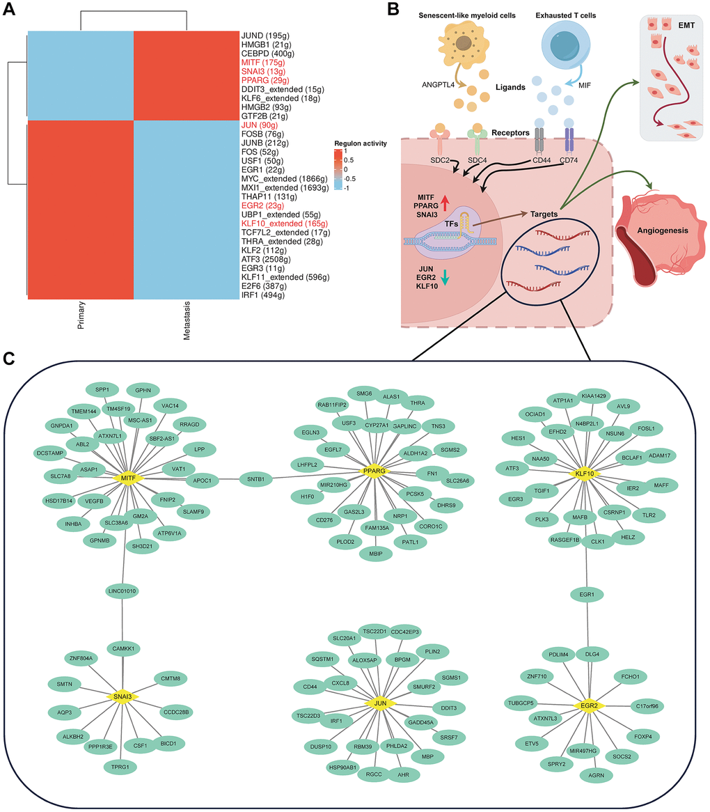 Analysis of transcription factor activity. (A) Presentation of a heatmap illustrating variations in transcription factor activity between primary and liver metastasis colorectal cancer tissues. (B) Exploration of the molecular mechanisms by which aging and exhausted immune cells promote CRC progression and metastasis. (C) Detailed annotation of the transcription factor-target regulatory network.