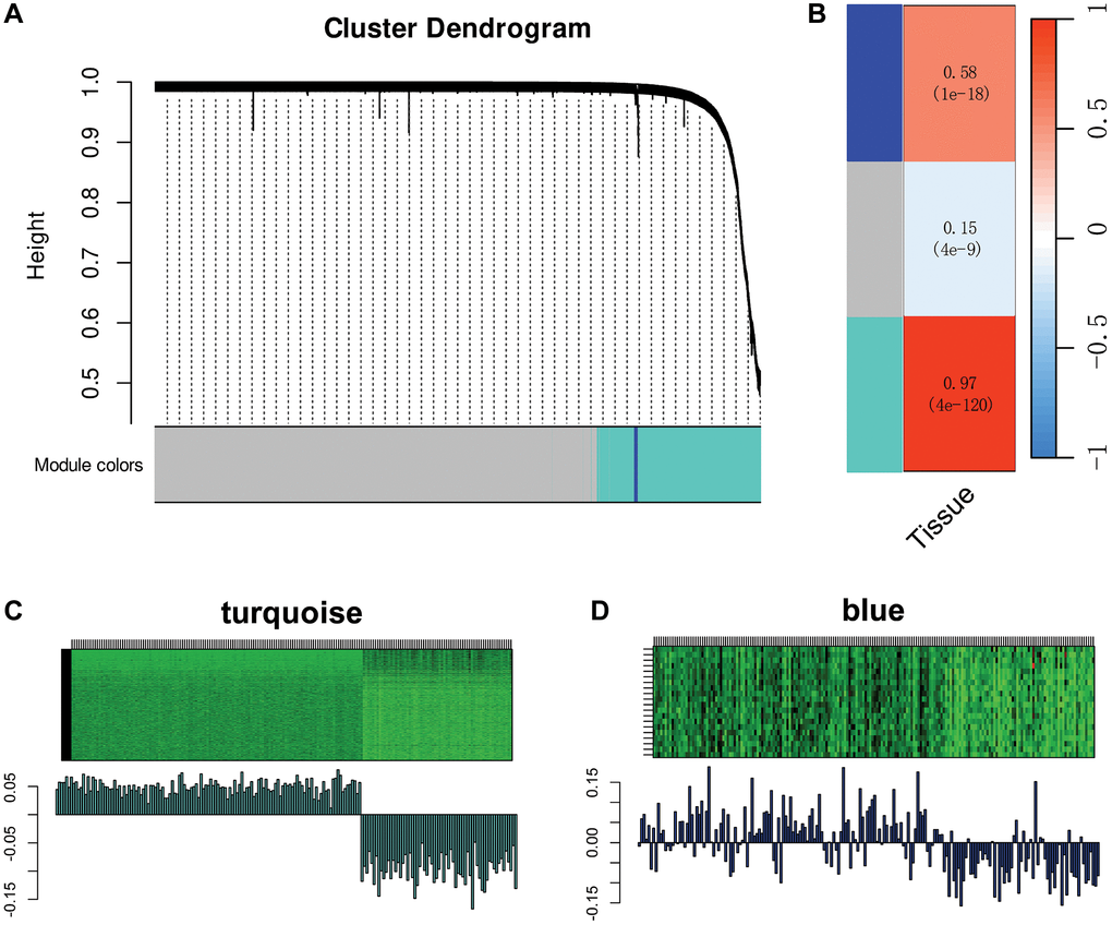 Weighted co-expression network analysis (WGCNA) of SMCs subtypes. (A) Depiction of a dendrogram demonstrating the clustering of different gene modules in WGCNA. (B) Examination of the correlation between gene module expression levels and the source of colorectal cancer tissues (primary/liver metastasis) for different gene modules (turquoise and blue). (C, D) Representation of gene expression levels for the turquoise module (C) and blue module (D) across all samples.