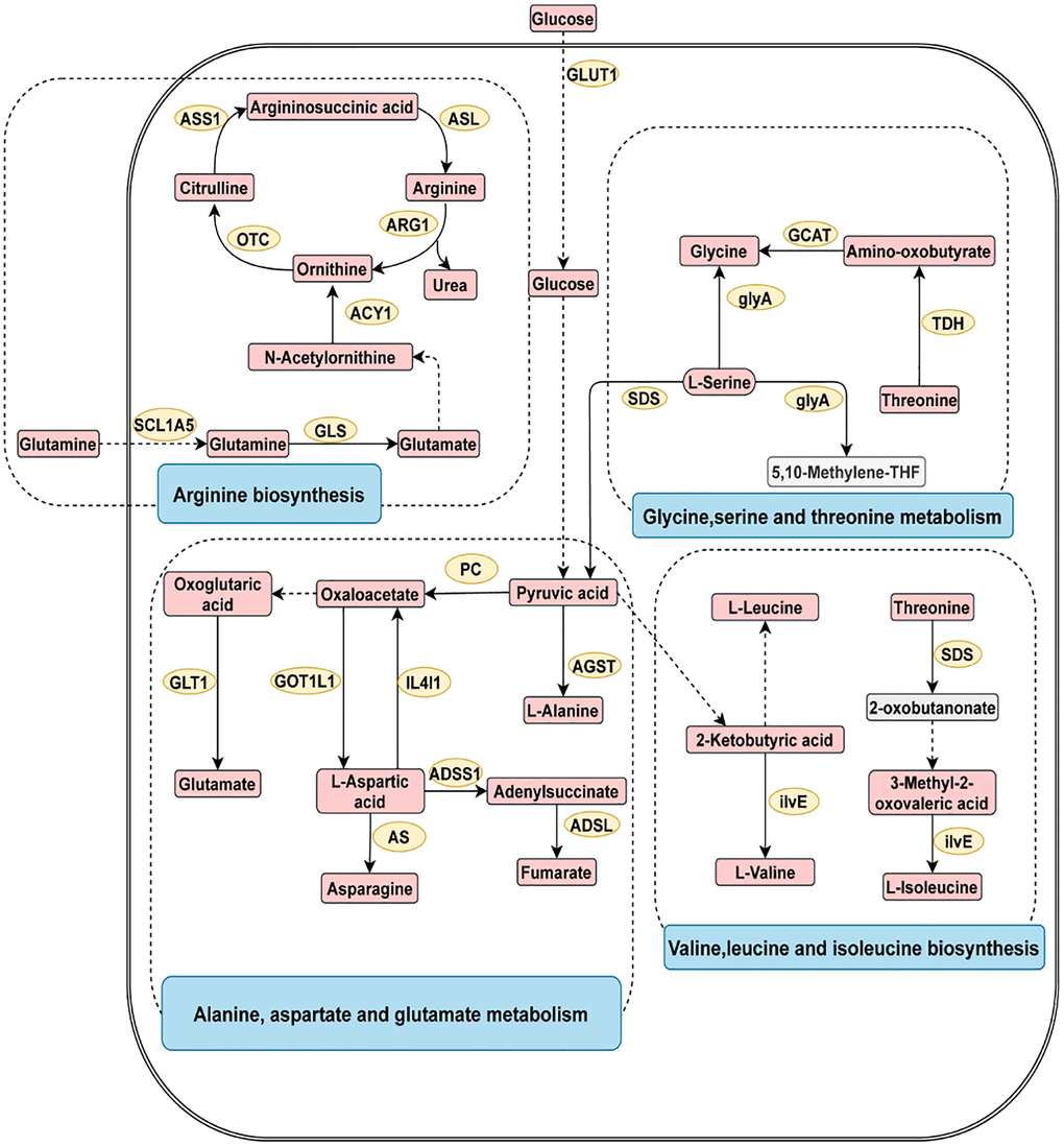 The four most related metabolic pathways in digestive system tumors. The metabolic process of metabolites and the proteins involved in their regulation. Differentially expressed metabolites (red), unchanged metabolites (grey), regulated proteins (yellow), metabolic pathway names (blue). Abbreviations: ACY1: aminoacylase; ADSL: adenylosuccinate lyase; ADSS1: adenylosuccinate synthase 1; AGST: alanine-glyoxylate transaminase; ARG1: arginase 1; AS: asparagine synthase; ASL: argininosuccinate lyase; ASS1: argininosuccinate synthase 1; GCAT: glycine C-acetyltransferase; GLS: glutaminase; GLT1: glutamate synthase; GLUT1: glucose transporter 1; glyA: glycine hydroxymethyltransferase; GOT1L1: glutamic-oxaloacetic transaminase 1 like 1; ilvE: branched-chain amino acid aminotransferase; IL4I1: interleukin 4 induced 1; OTC: ornithine transcarbamylase; PC: pyruvate carboxylase; SDS: threonine ammonia-lyase; SCL1A5: solute carrier family 1; TDH: threonine 3-dehydrogenase.