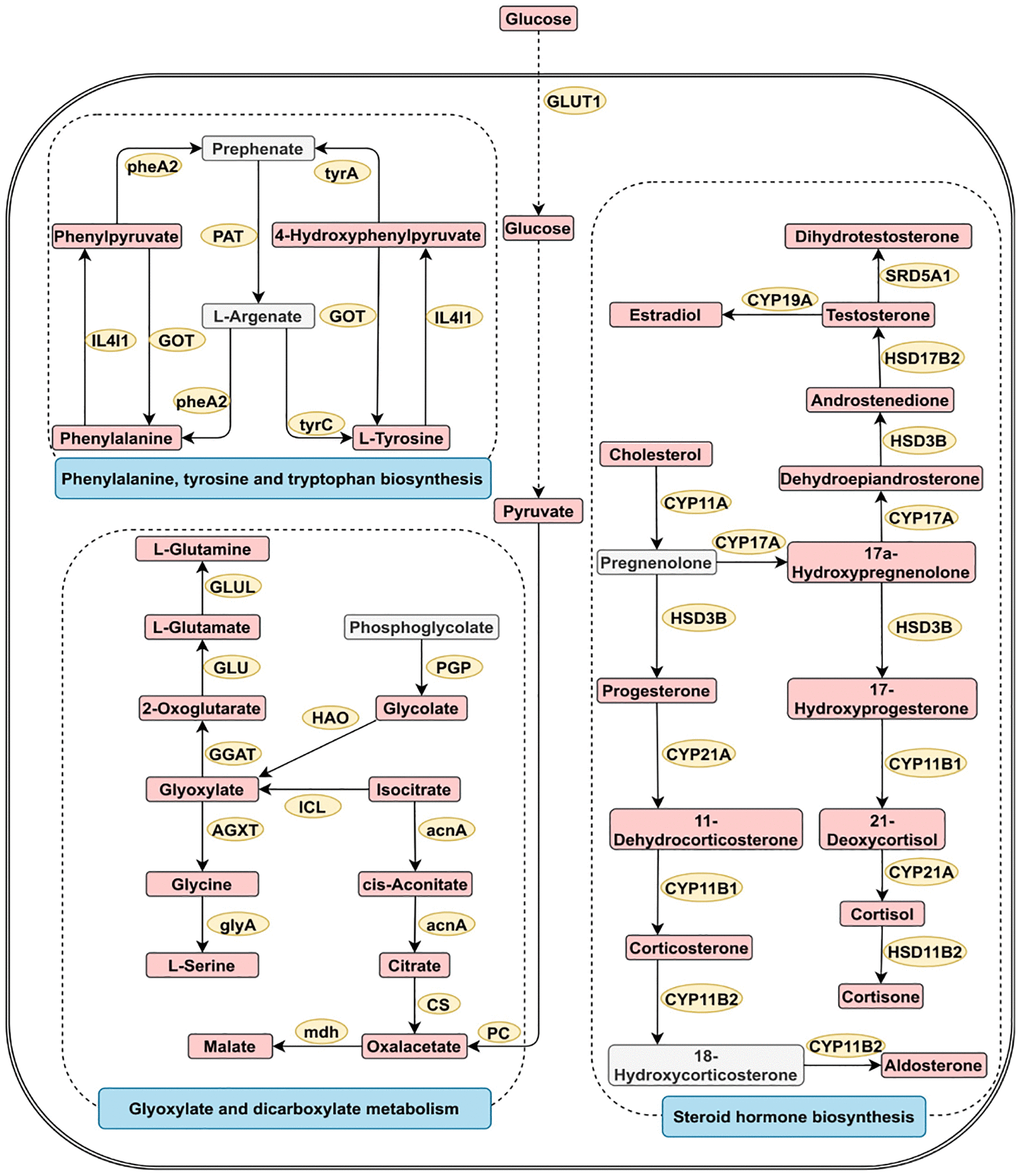 Three greatly important metabolic pathways in digestive system tumors. The metabolic process of metabolites and the proteins involved in their regulation. Differentially expressed metabolites (red), unchanged metabolites (grey) regulated proteins (yellow), metabolic pathway names (blue). Abbreviations: acnA: aconitate hydratase; AGXT: alanine-glyoxylate transaminase/serine-glyoxylate transaminase and serine-pyruvate transaminase; CS: citrate synthase; CYP11A: cholesterol monooxygenase; CYP17A: steroid 17alpha-monooxygenase/17alpha-hydroxyprogesterone deacetylase; CYP19A: aromatase; CYP11B1: steroid 11beta-monooxygenase; CYP11B2: steroid 11beta-monooxygenase/corticosterone 18-monooxygenase; CYP21A: steroid 21-monooxygenase; GGAT: glutamate--glyoxylate aminotransferase; GLU: glutamate synthase; GLUL: glutamine synthetase; GLUT1: glucose transporter 1; glyA: glycine hydroxymethyltransferase; GOT: aspartate aminotransferase; HAO: (S)-2-hydroxy-acid oxidase; HSD17B2: corticosteroid 11-beta-dehydrogenase isozyme 2; HSD17B2: 17beta-estradiol 17-dehydrogenase/3alpha(17beta)-hydroxysteroid dehydrogenase; HSD3B: 3beta-hydroxy-Delta5-steroid dehydrogenase; IL4I1: L-amino-acid oxidase; ICL: isocitrate lyase; mdh: malate dehydrogenase; PAT: bifunctional aspartate aminotransferase and glutamate/aspartate-prephenate aminotransferase; PC: pyruvate carboxylase; PGP: phosphoglycolate phosphatase; pheA2: prephenate dehydratase; SRD5A1: 3-oxo-5-alpha-steroid 4-dehydrogenase 1; tyrA2: prephenate dehydrogenase; tyrC: cyclohexadieny/prephenate dehydrogenase.