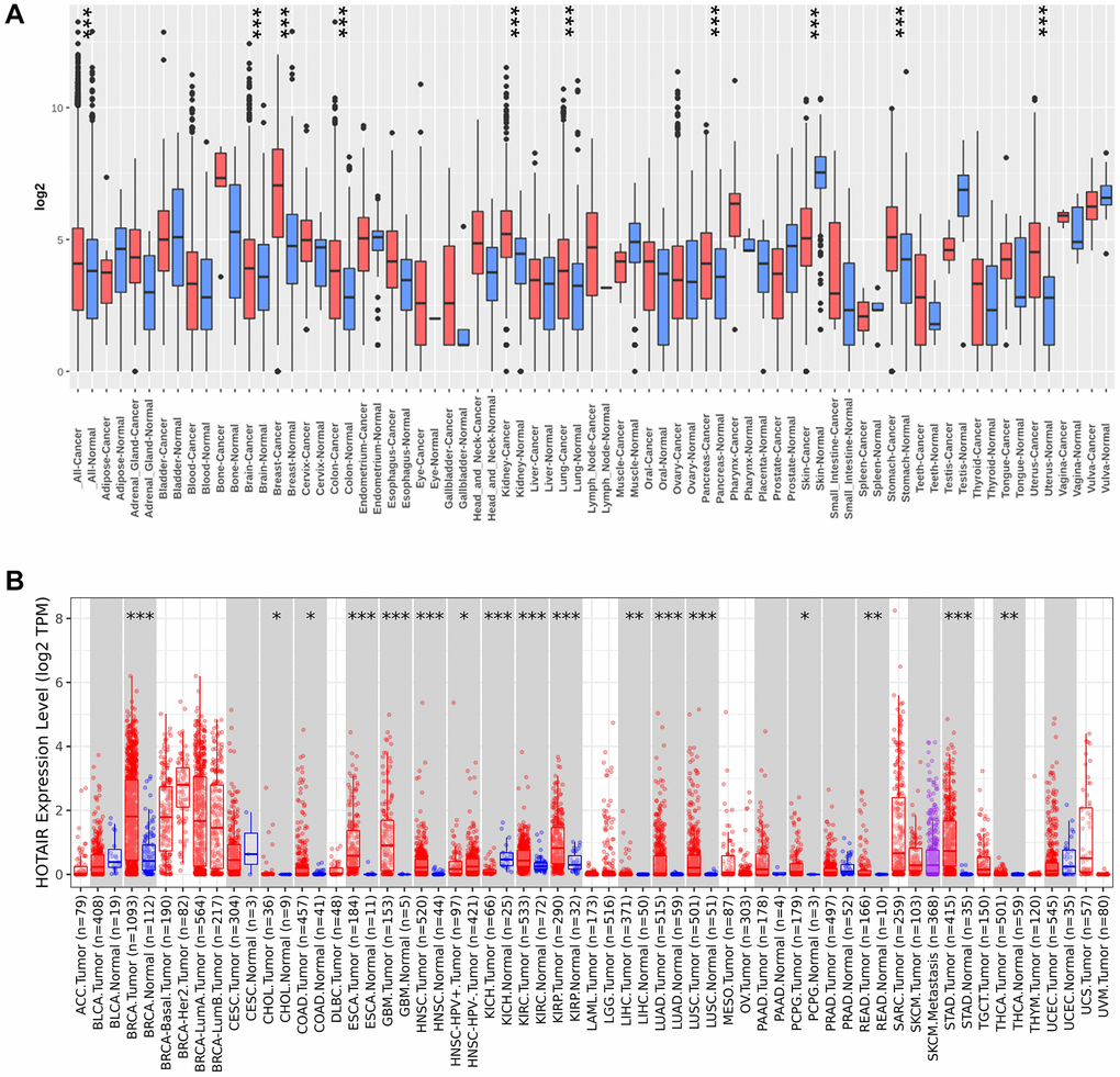 The expression of HOTAIR in pan-cancer. (A) Increased or decreased HOTAIR in datasets of different cancers compared with normal tissues in the Gent2 database; (B) HOTAIR expression in different cancers from TIMER2.0. *p **p ***p 