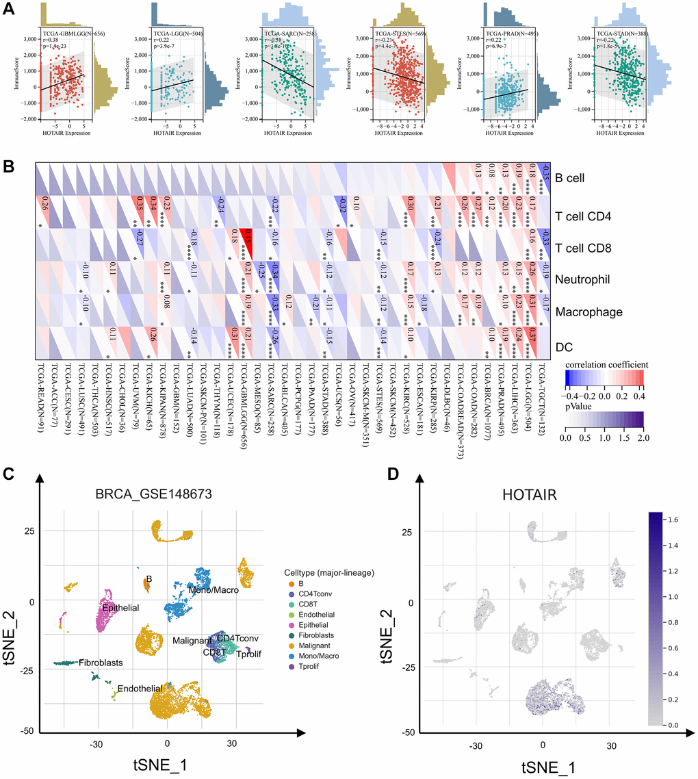 The correlation of HOTAIR expression with immune infiltration levels. (A) The correlation between HOTAIR and immune score. (B) The correlation between HOTAIR and immune cells. (C) Cells from the GSE148673 dataset were mapped on the tSNE plot. (D) tSNE plot illustrating HOTAIR expression profile at the cell level.