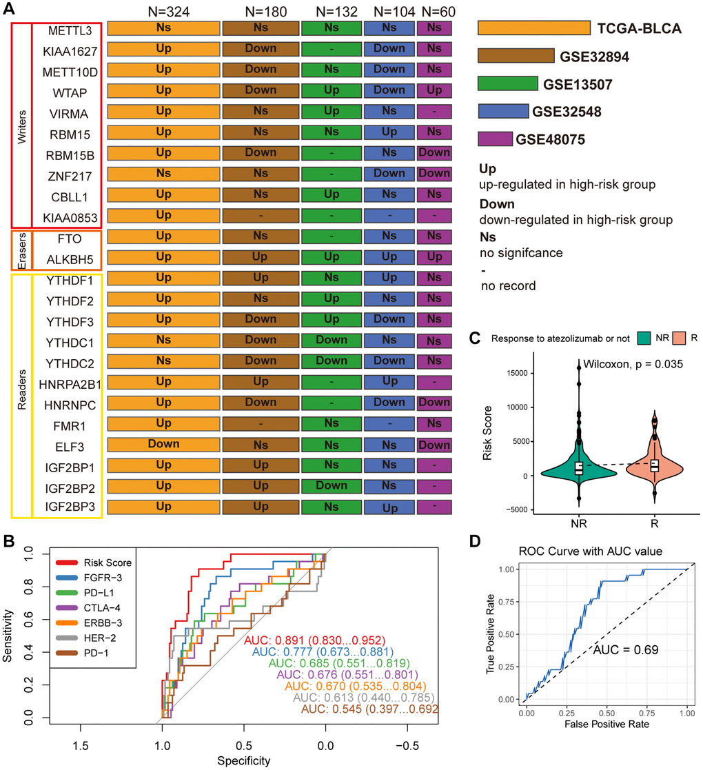 (A) Wilcoxon test compares differences in the expression of 24 widely reported WERs between different risk groups across datasets GSE32894, GSE13507, GSE48075, and TCGA-BLCA, summarizing significantly upregulated or downregulated findings with box plots. (B) ROC curves compare the performance of MPIG-derived risk scores and the expression levels of FGFR-3, PD-L1, CTLA-4, ERBB-3, HER-2, PD-1 in predicting survival shortening events in UC patients. (C) Violin plots and the Wilcoxon test compare differences in MPIG-derived risk scores between responders and non-responders to monotherapy immunotherapy (atezolizumab) in the IMvigor210 trial. (D) ROC curves and AUC values assess the performance of a binary model predicting the response of advanced UC patients to immunotherapy, based on MPIG-derived risk scores, tested in a random external dataset.