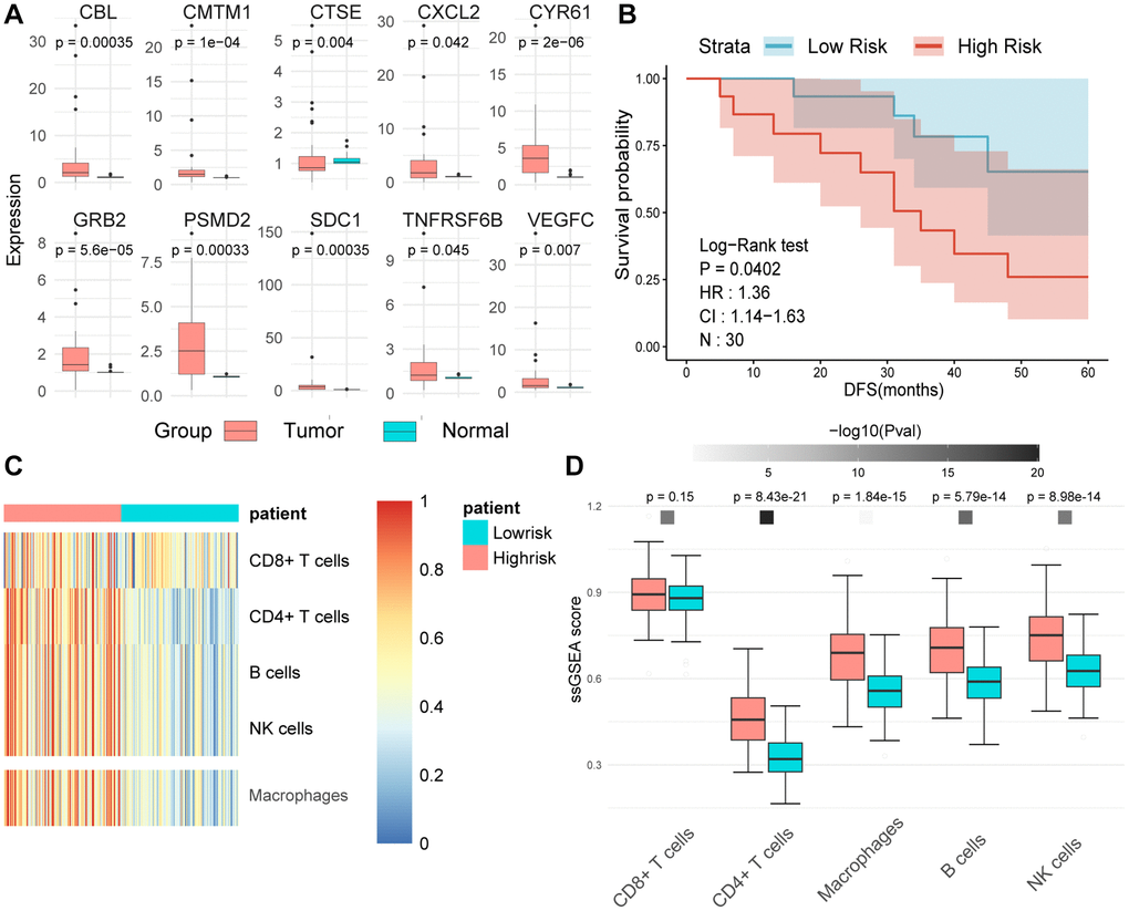 (A) The expression levels of tumors and adjacent normal tissues were evaluated using real-time quantitative PCR. Split-panel box plots contrast the differences in expression levels of various MPIGs between the two types of tissues. (B) Kaplan-Meier analysis and survival curves reveal the disparity in disease-free survival (DFS) among 30 urothelial carcinoma (UC) patients recruited by Shao Yifu Hospital, categorized into high- and low-risk groups based on MPIGs. (C) A heatmap illustrates the infiltration scores of CD8+ T cells, CD4+ T cells, B cells, NK cells, and macrophages in GSE32894 samples, calculated using the ssGSEA method. (D) Box plots compare the differences in infiltration scores of CD8+ T cells, CD4+ T cells, B cells, NK cells, and macrophages between high- and low-risk groups derived from MPIGs.