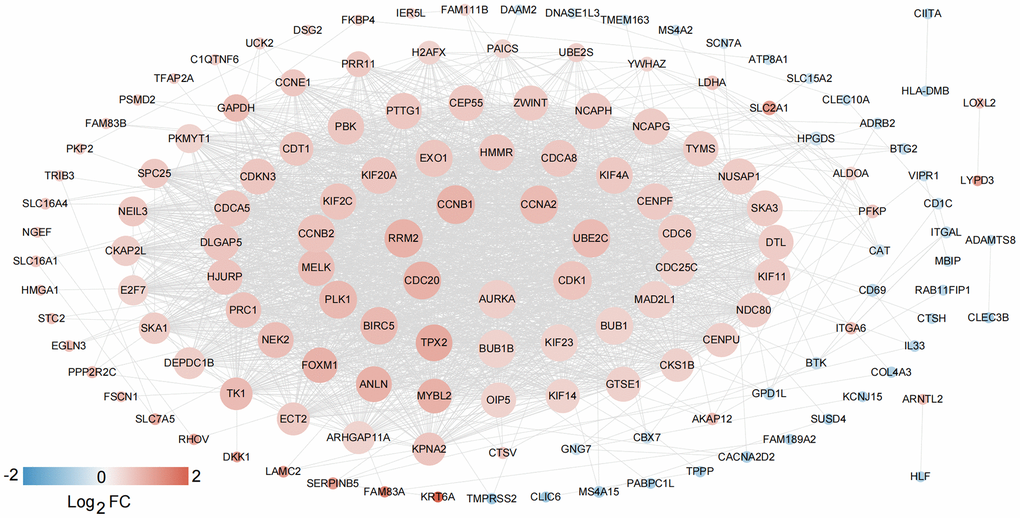 PPI network construction. The network contained 145 gene nodes in total.