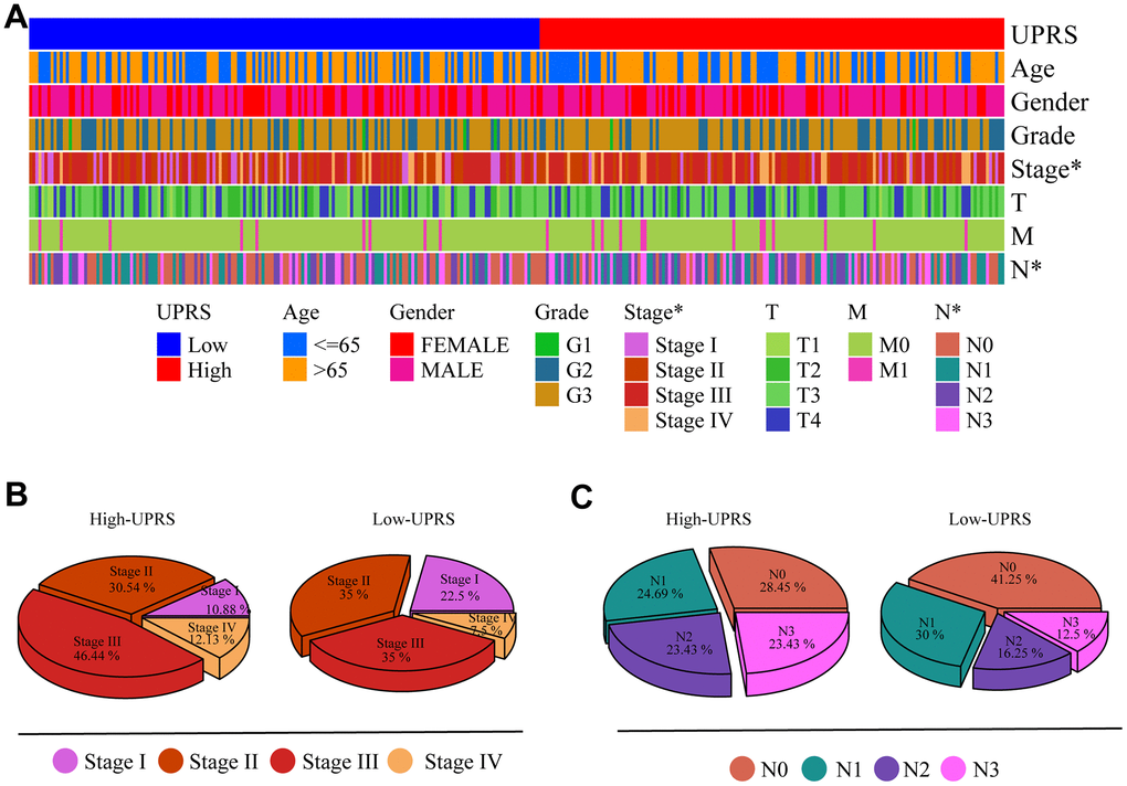 Differences in clinical variables were analyzed in patients with high- and low-UPRS. (A) Heat maps showed differences in clinical variables between patients with high- and low-UPRS. (B) The proportion of patients with high- and low-UPRS in each stage. (C) The proportion of patients with high- and low-UPRS in each N stage.