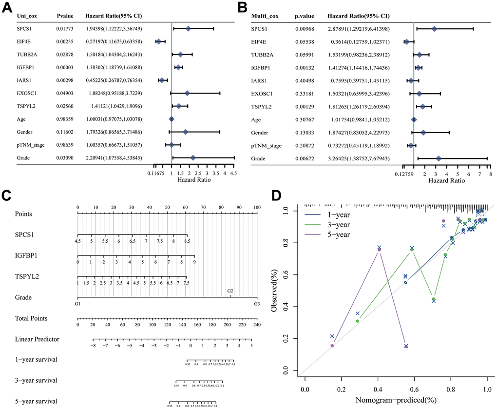 Construction of nomogram based on independent predictors. (A) Univariate Cox analysis and (B) multivariate Cox analysis were performed to figure out prognostic factor. (C) Nomogram was developed based on the results of multivariate Cox analysis. (D) Calibration curve of this nomogram indicated observed nomogram performance.