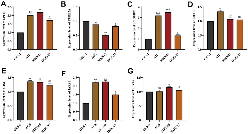 The expression of genes from UPR-related prognostic model in stomach cancer cell lines. The mRNA expression level of (A) SPCS1, (B) TUBB2A, (C) IGFBP1, (D) EIF4E, (E) EXOSC1, (F) IARS1 and (G) TSPYL2 in GES-1, AGS and MKN45 cell lines. ns, not significant. *P 