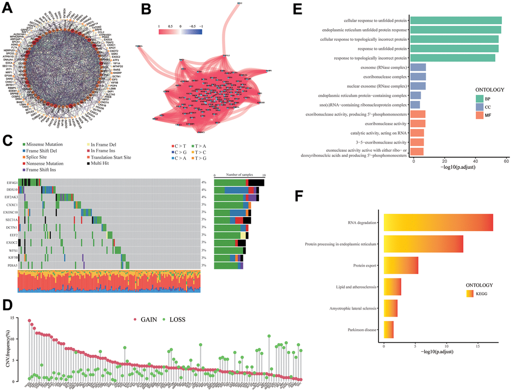 The analysis of UPR-related genes. (A) PPI network for the UPR-related genes. (B) Correlation network for the UPR-related genes. (C) Mutation analysis of UPR-related genes. (D) The lollipop diagram shows the CNV profile of the UPR-related genes. (E) GO and (F) KEGG pathways of the UPR-related genes.