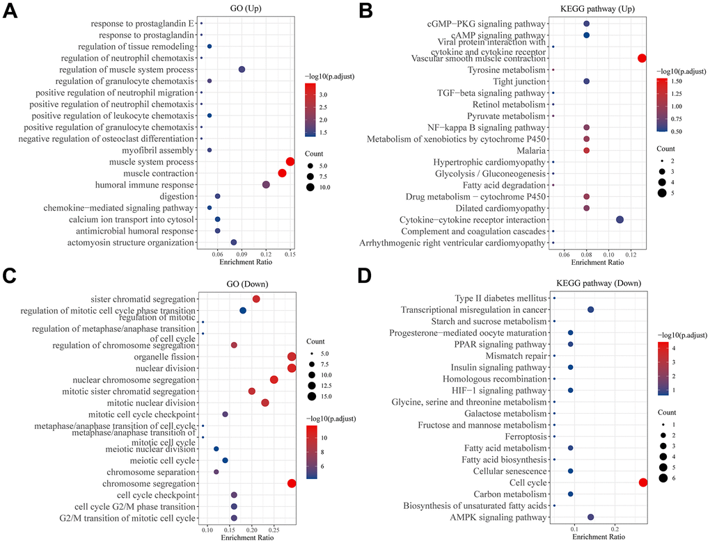 Analysis of differentially expressed genes between two subtypes. Bubble plot of (A) GO and (B) KEGG pathway enrichment analysis of up-regulated genes in C1 group patients. Bubble plot of (C) GO and (D) KEGG pathway enrichment analysis of down-regulated genes in C1 group patients. Each graph showed the top twenty enriched pathways.