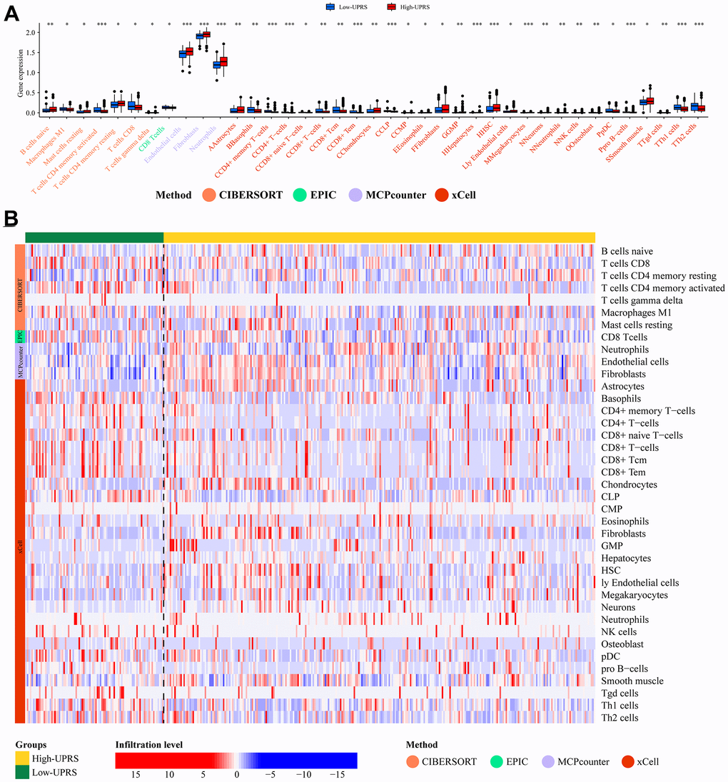 Analysis of immune cell infiltration. (A) The barplot and (B) heatmap showed the difference in immune cell infiltration between patients with high- and low-UPRS.