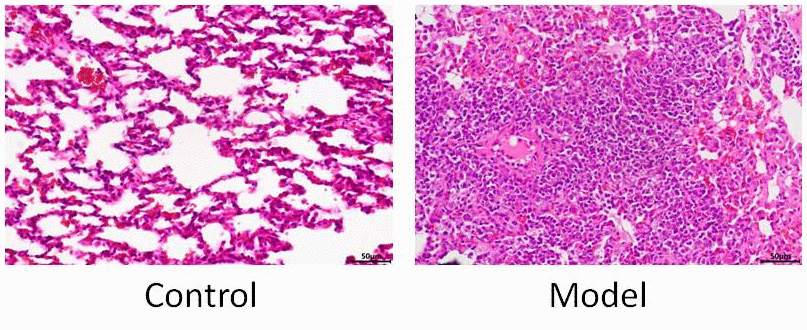 HE staining model validation.