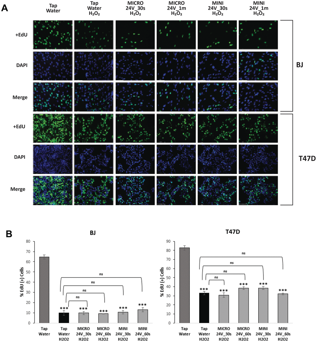 Inhibition of DNA synthesis in H2O2-induced BJ and T47D. Cells were treated with H2O2 to induce senescence. (A) Detection of EdU incorporated into the DNA of senescent and non-senescent fibroblasts and cancer cells treated or not with WEW. DNA synthesis was evaluated by immunofluorescence staining using EdU, and its incorporation was detected with Alexa Fluor 488 (green). Counterstaining with DAPI displays the localization of the nuclei (blue). (B) The results are expressed as a percentage of EdU incorporation after oxidative stress senescence induction and treatment with WEW or tap water. Results are given as mean ±SEM of five different fields, and significance was calculated by a two-tailed Student’s t test. *P **P P 