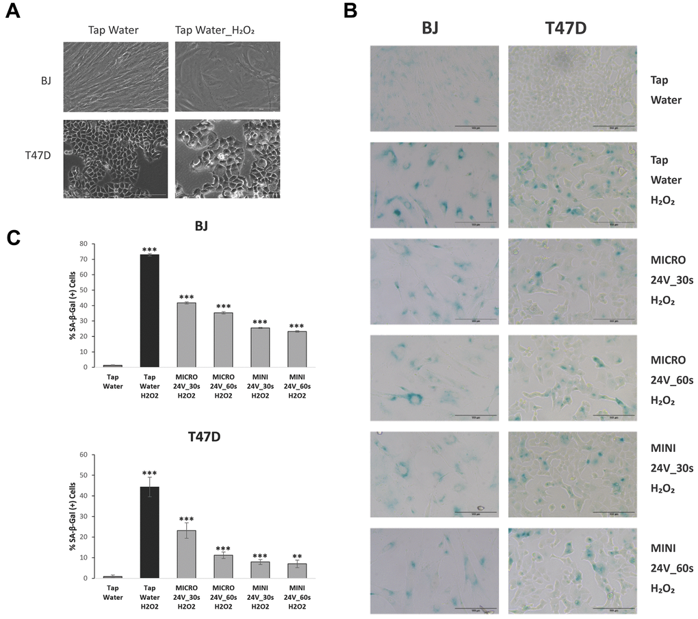 Cell type-dependent modulation of senescence features using Weo electrolyzed water