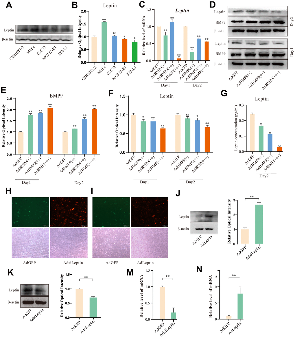 The effects of BMP9 on Leptin in C3H10T1/2 cells. (A) Endogenous Leptin levels in multipotent progenitor cells. (B) Semi-quantification of the level of Leptin. (C) qPCR assay shows the effect of BMP9 on Leptin. (D) Western blot assay shows the effect of BMP9 on Leptin. (E, F) Semi-quantification of the level of BMP9 or Leptin. (G) ELISA assay shows the effect of BMP9 on the concentration of Leptin in culture medium. (H, I) Images show the transduction of recombinant adenovirus in C3H10T1/2 cells. (J–N) Western blot and qPCR assay show the effect of recombinant adenovirus on Leptin (48 h). The scale bar is 200 μm. (“*” PP 