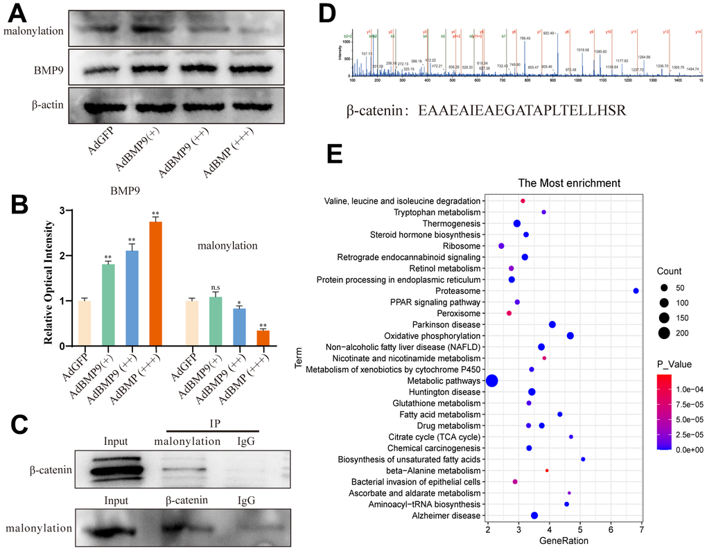 The effects of BMP9 on malonylation of β-catenin in C3H10T1/2 cells. (A) Western blot assay shows the effect of BMP9 on lysine malonylation. (B) Semi-quantification of the level of BMP9 or malonylation. (C) IP assay shows the lysine malonylation of β-catenin. (D) LC–MS analysis shows the malonylation proteins in C3H10T1/2. (E) KEGG pathway analysis shows the possible biochemical processes or diseases that may be associated with lysine malonylation. (“*” P P 