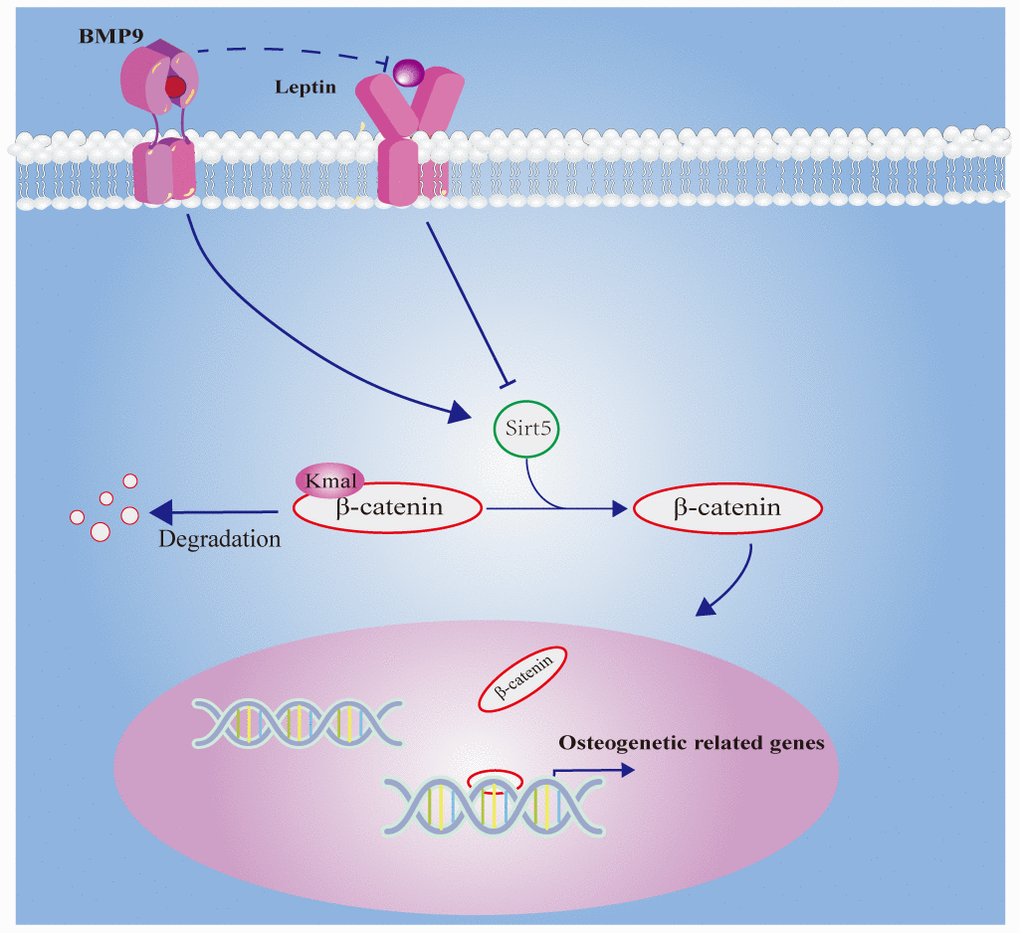 Schematic illustration of this work.