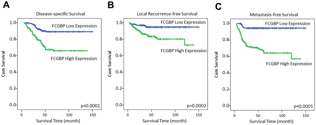 Kaplan–Meier analysis showed high expression of FCGBP was associated with inferior disease-specific survival (A), local recurrence-free survival (B) and metastasis-free survival (C).