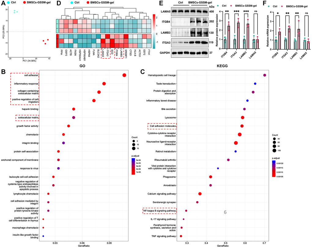 Target molecules were validated with transcriptome sequencing and western blotting. (A) PCA analysis revealed that samples within the same group clustered together. (B, C) GO and KEGG analysis was performed to find potential targeting genes and pathways. (D) Top 20 differential genes between the two groups were presented. (E, F) The expression of ITGB4, ITGA3, LAMB3, and LAMA5 was detected with western blotting and RT-PCR. **p ***p 