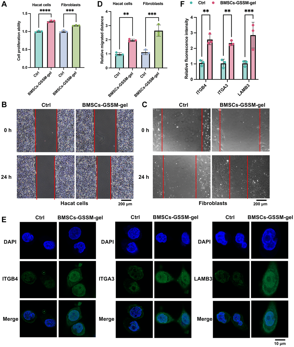 BMSCs-GSSM-gel promoted cell proliferation and migration of Hacat cells and fibroblasts. (A–D) The influence of BMSCs-GSSM-gel on cell proliferation and migration of Hacat cells and fibroblasts was investigated. (E, F) The expression of ITGB4, ITGA3, and LAMB3 in Hacat cells was measured with immunofluorescence cell staining. **p ***p 